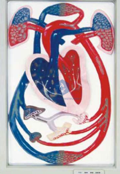 Human Cardiac Beat And Blood Circulation